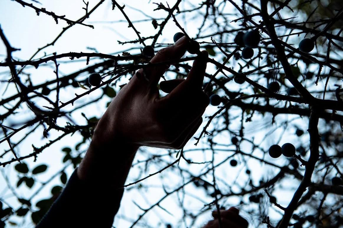 Immagine raccolta - Matese Officinale