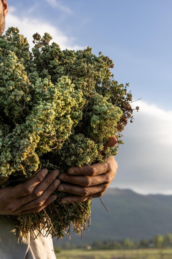 Raccolta Origano Oros Ganao - Matese Officinale